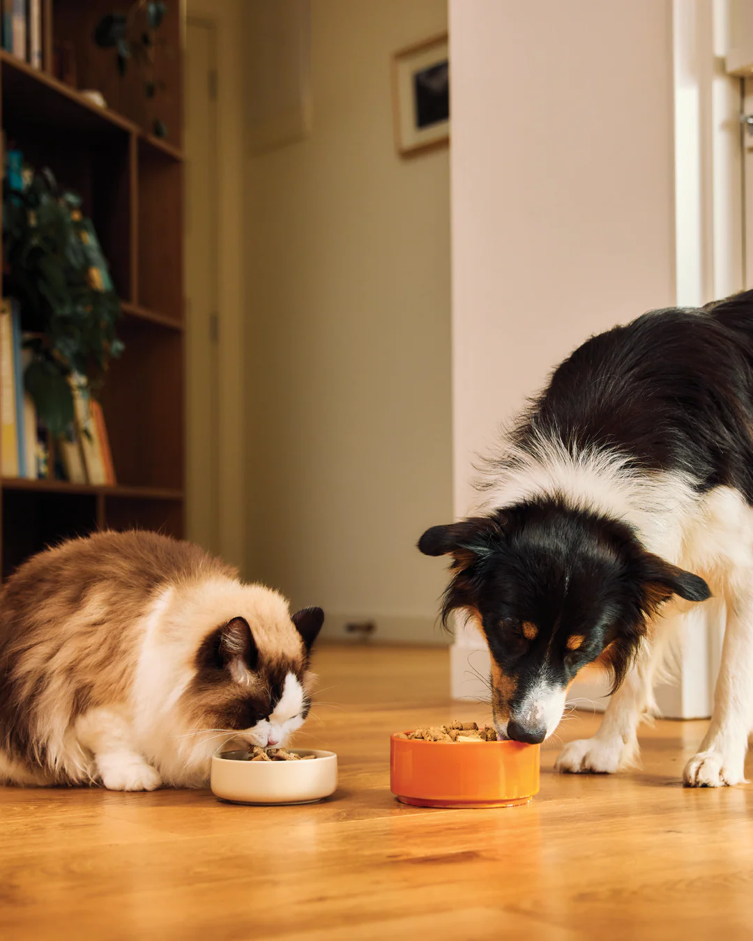 food supplements for pets